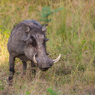 South Luangwa - Warthog